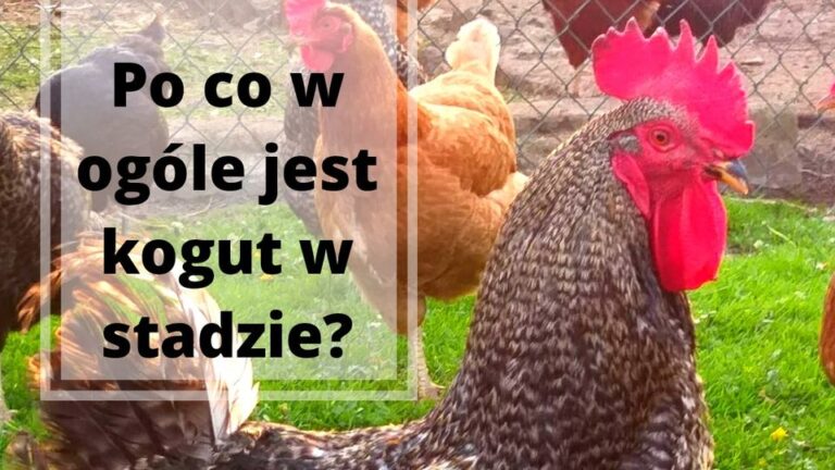 428468089_278472791946948_3378076272920925461_n